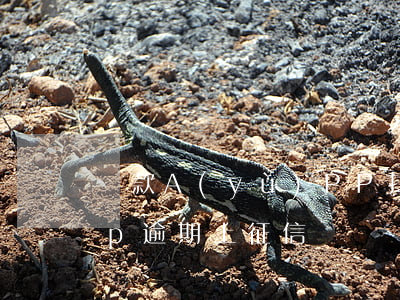貸款A(yù)PP找不到逾期了(借貸app逾期上征信嗎)