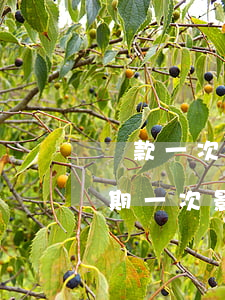 貸款一次逾期影響信用卡審批嗎(信用貸款逾期一次 影響)