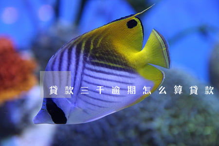 貸款三千逾期怎么算(貸款逾期三個月)