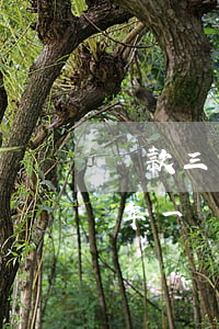 貸款三年一年本金逾期(貸款三年為什么要一年一還一貸)