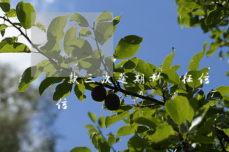 貸款三次逾期影響征信嗎(三次逾期會影響征信嗎)
