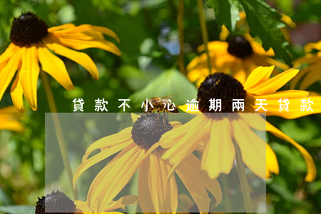 貸款不小心逾期兩天(貸款逾期兩天會怎么樣)
