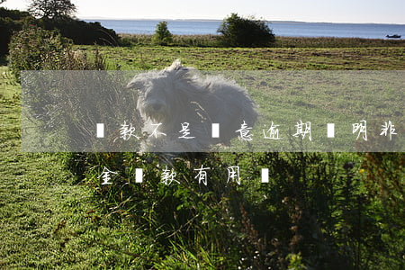 貸款不是惡意逾期證明(非惡意逾期證明公積金貸款有用嗎)