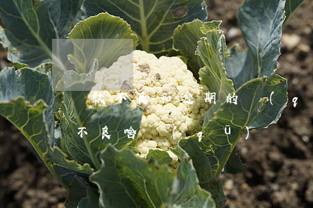 貸款不良和逾期的區(qū)別(逾期和征信不良啥區(qū)別)