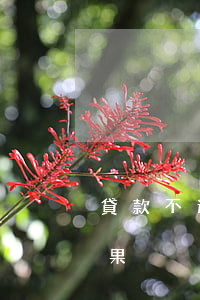 貸款不還有什么后果(恒昌貸款不還有什么后果)