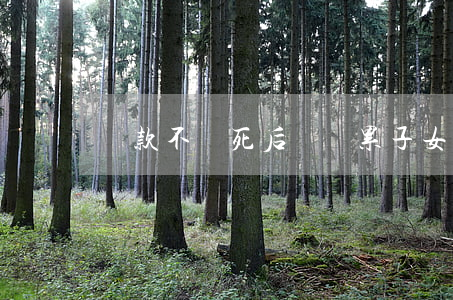 貸款不還死后會連累子女么（還不起貸款死了）