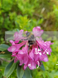 貸款人無(wú)力償還可以轉(zhuǎn)給子女還嗎-貸款人無(wú)力償還可以轉(zhuǎn)給子女還嗎怎么辦