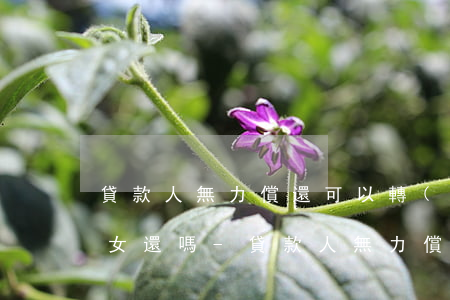 貸款人無力償還可以轉(zhuǎn)給子女還嗎-貸款人無力償還可以轉(zhuǎn)給子女還嗎怎么辦