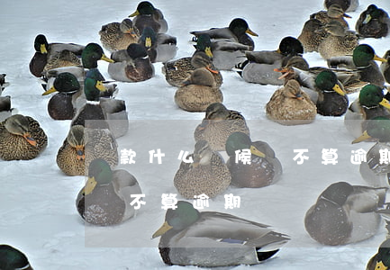 貸款什么時候還不算逾期(房貸最晚什么時候還不算逾期)