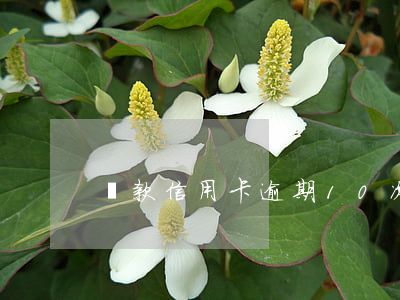 貸款信用卡逾期10次(信用卡逾期20次)