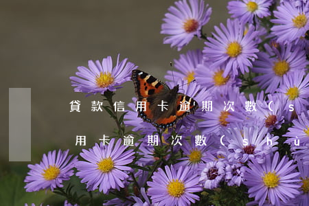 貸款信用卡逾期次數(shù)要求(貸款信用卡逾期次數(shù)要求)