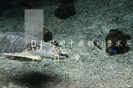 貸款信用卡逾期的要求(房貸信用卡逾期規(guī)定)