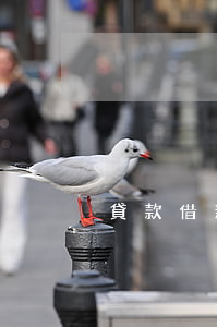 貸款借新還舊后又逾期(借新還舊貸款期限)