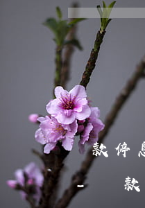貸款停息掛賬了能恢復(fù)正常利息不-貸款停息掛賬了能恢復(fù)正常利息不
