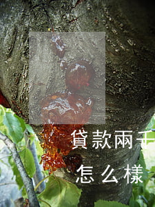 貸款兩千逾期了會怎么樣(貸款逾期幾百塊會怎么樣)