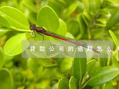 貸款公司的逾期怎么考核(貸款對逾期的要求)