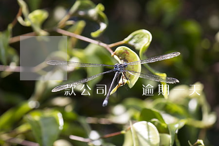 貸款公司車貸逾期一天(車貸逾期一兩天)