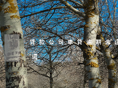 貸款公司車貸逾期未還(貸款公司車貸逾期未還)