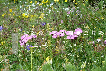 貸款分期60期免息(貸款分期60期免息什么意思)