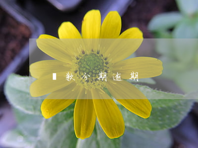 貸款分期逾期