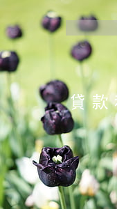 貸款利息一萬(wàn)五還不起