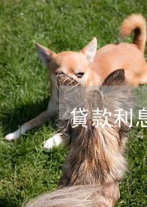 貸款利息未還算逾期嗎(利息逾期還能貸款嗎)