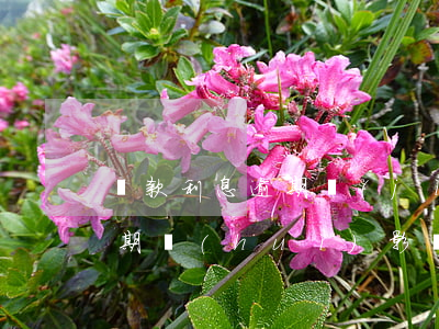 貸款利息逾期計(jì)入征信(貸款利息逾期會(huì)影響征信嗎)