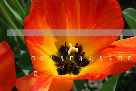 貸款利息還不起怎么辦 貸款利息還不了怎么辦