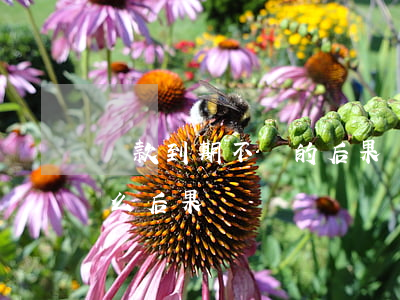 貸款到期不還的后果(貸款到期還不上會有什么后果)
