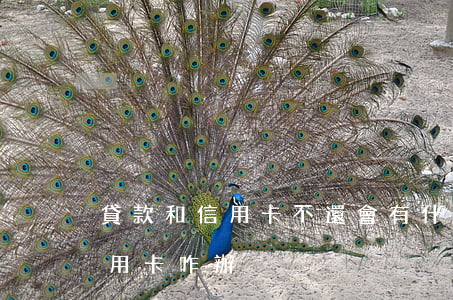 貸款和信用卡不還會有什么后果（欠貸款和信用卡咋辦）