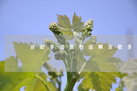 貸款多但沒有逾期（貸款多但沒有逾期）
