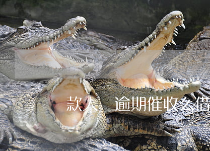 貸款大師逾期催收么(借唄逾期三天就催收)