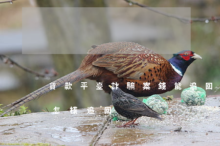 貸款平臺詐騙案錢能追回來嗎(貸款平臺被騙怎樣追回)