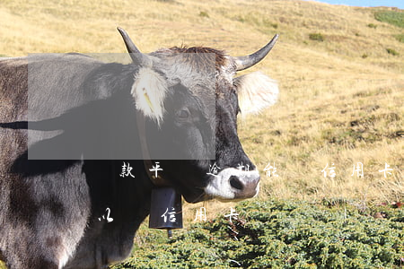 貸款平臺逾期能辦信用卡嗎(貸款逾期了還可以辦信用卡嗎)