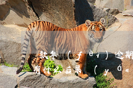 貸款年費(fèi)逾期有影響嗎(貸款逾期有什么后果嚴(yán)重)