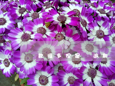 貸款很多但是無逾期(貸款很多但是無逾期)