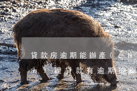 貸款房逾期能辦產(chǎn)權(quán)證(貸款有逾期能辦房貸嗎)