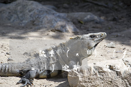 貸款手續(xù)費(fèi)不還會(huì)逾期嗎(貸款逾期產(chǎn)生的費(fèi)用可以不還嗎)