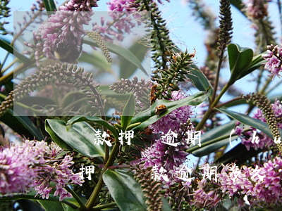 貸款押車逾期會(huì)怎么辦呢(押證不押車貸款逾期多久會(huì)扣車)
