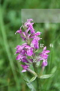貸款有了逾期可以消除嗎(當前貸款有逾期,怎么解決)