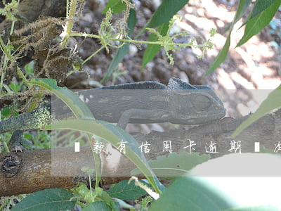 貸款有信用卡逾期兩次(有一次信用卡逾期)