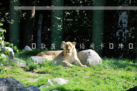 貸款有逾期信用卡會降額嗎（信用卡沒逾期連續(xù)降額）
