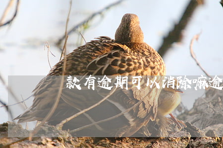 貸款有逾期可以消除嘛(逾期了怎么貸款)