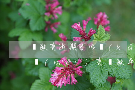 貸款有逾期可以開(kāi)快手嗎(快手有沒(méi)有貸款平臺(tái))