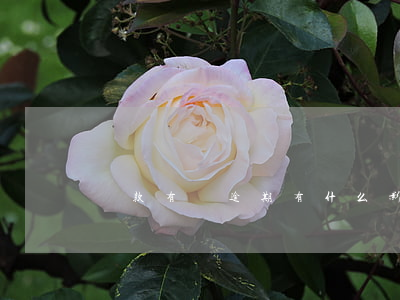 貸款有過逾期有什么影響