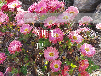貸款期限還不起怎么辦(貸款期限還不起怎么辦理)