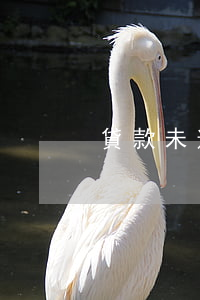 貸款未逾期影響買房嗎(有逾期能買房貸款嗎)