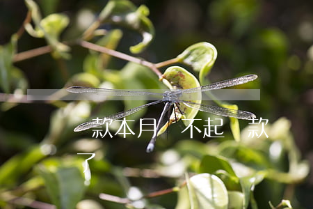 貸款本月還不起(貸款這個(gè)月忘了還了)