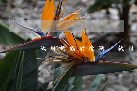 貸款材料假的逾期(貸款材料假的逾期怎么辦)