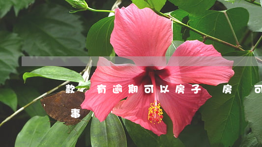 貸款沒有逾期可以房子嗎(房貸可以逾期多久沒事)